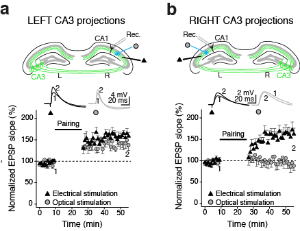 Optogenetic tools reveal that magnitude of t-LTP in CA1 neurons depends on whether afferents originate in left or right CA3.
