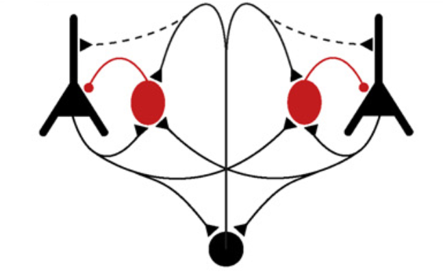 Neuronal circuits for short- and long-range synchronization of GABAergic inhibitory networks.