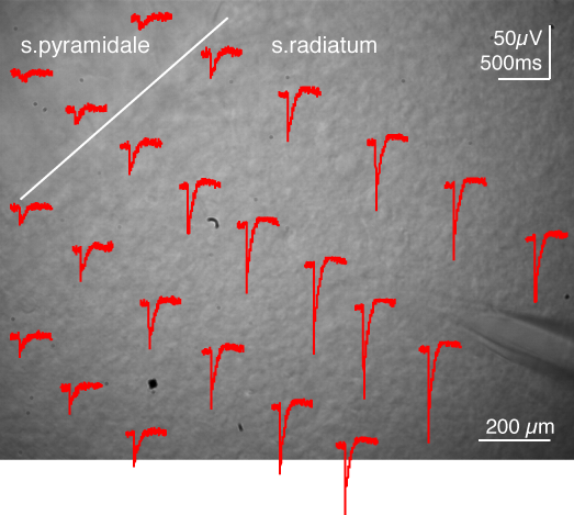 Functional input mapping using optogenetics.