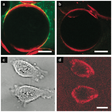 Amphiphilic Porphyrins for Second Harmonic Generation Imaging.