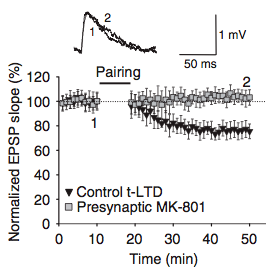 t-LTD requires presynaptic NMDA receptors.